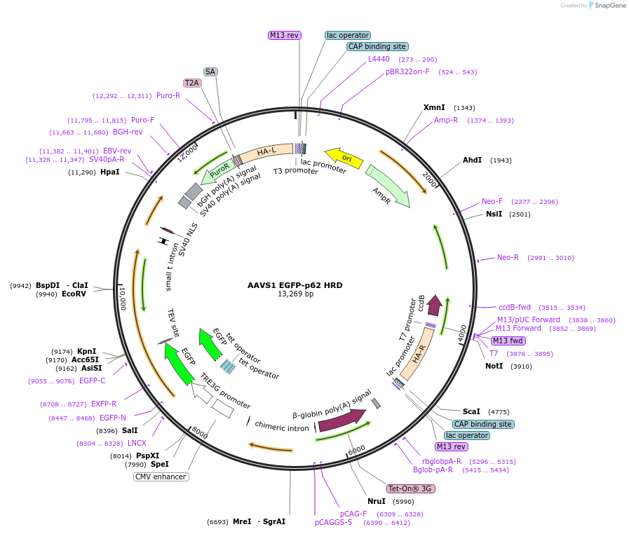 207550-plasmid-map-sequence-id-470410