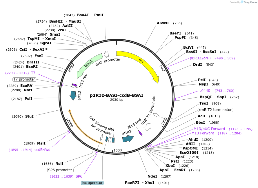 118389-plasmid-map-sequence-id-470418