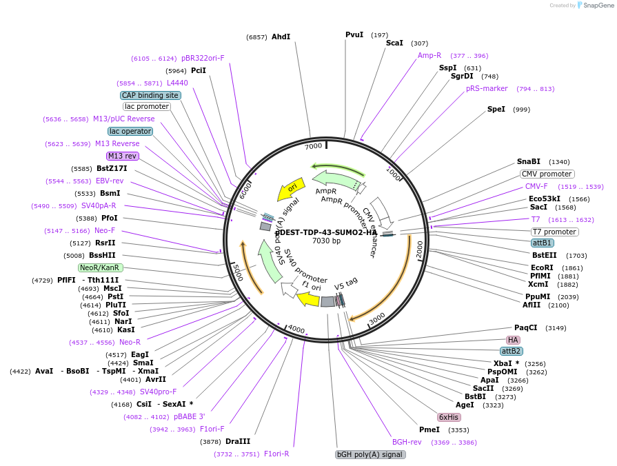 235495-plasmid-map-sequence-id-470419
