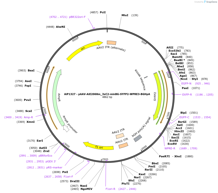 230623-plasmid-map-sequence-id-470423