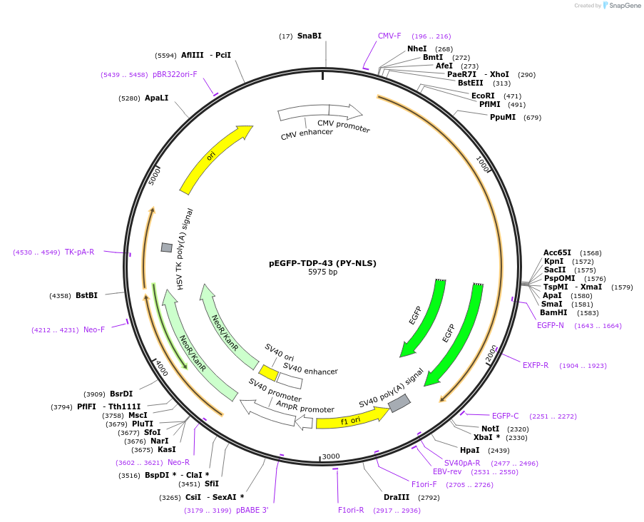 235490-plasmid-map-sequence-id-470424
