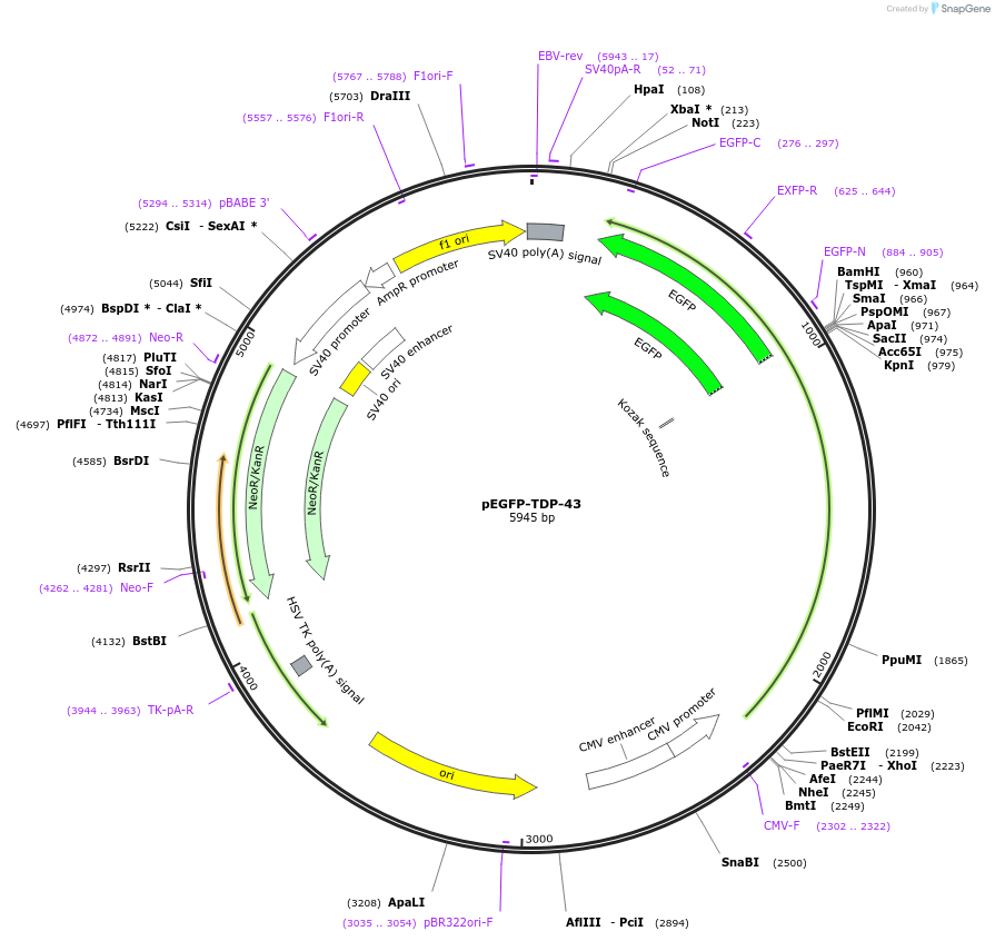 235487-plasmid-map-sequence-id-470429