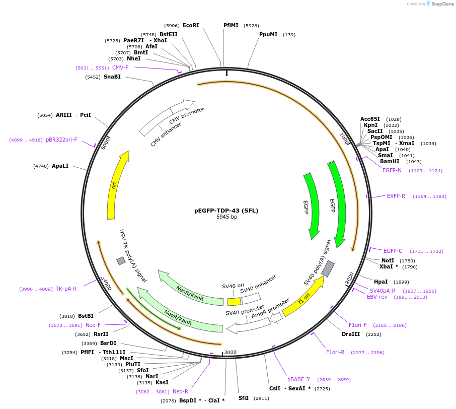 235491-plasmid-map-sequence-id-470433