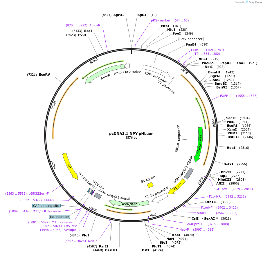 235176-plasmid-map-sequence-id-470434