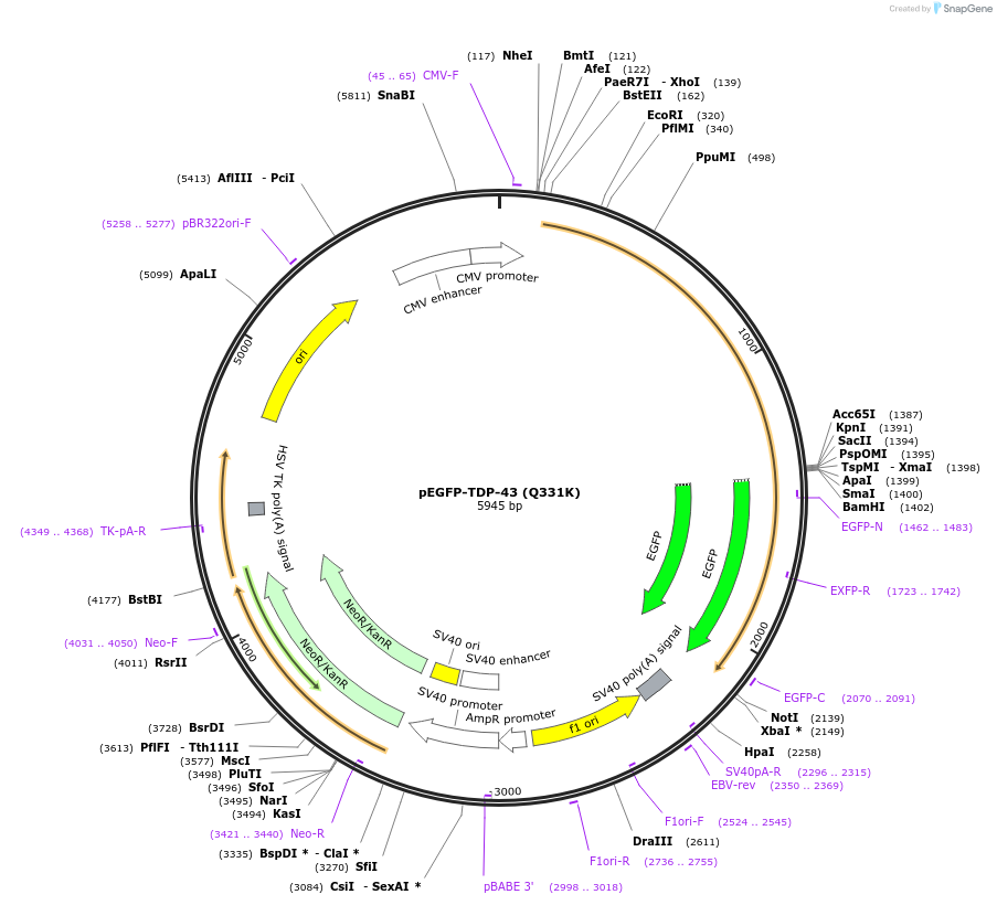 235488-plasmid-map-sequence-id-470435