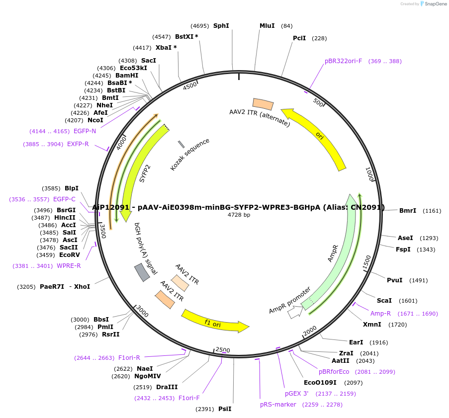230185-plasmid-map-sequence-id-470439