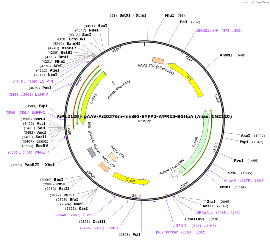 230188-plasmid-map-sequence-id-470441