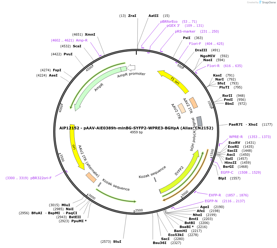 230189-plasmid-map-sequence-id-470442