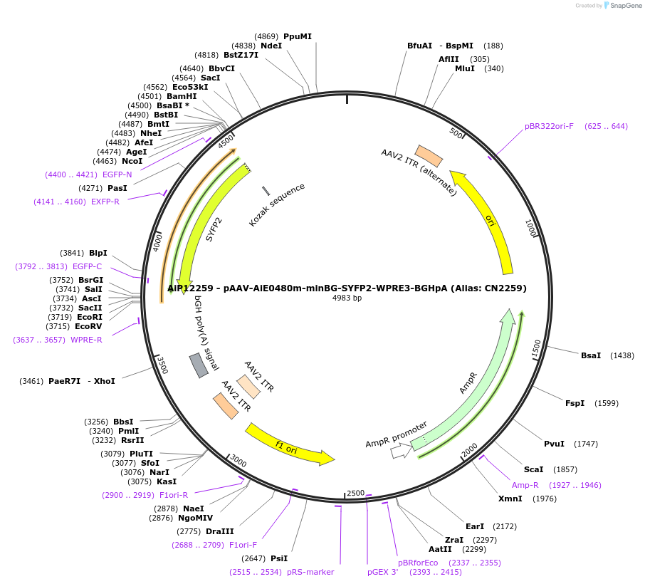 230195-plasmid-map-sequence-id-470447