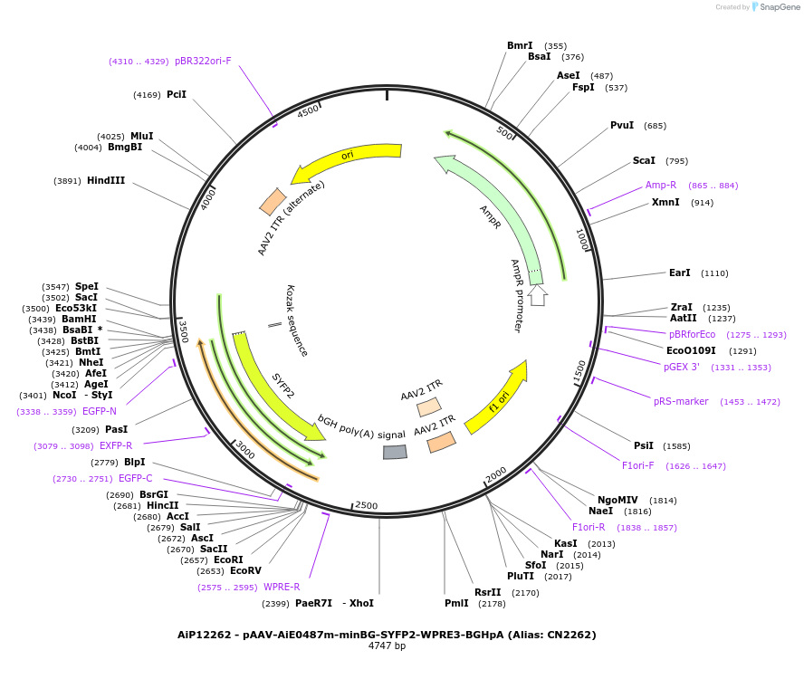 230197-plasmid-map-sequence-id-470452