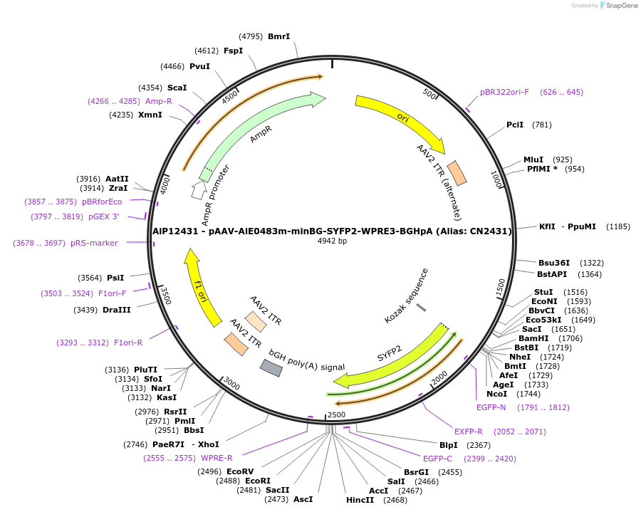 230211-plasmid-map-sequence-id-470466