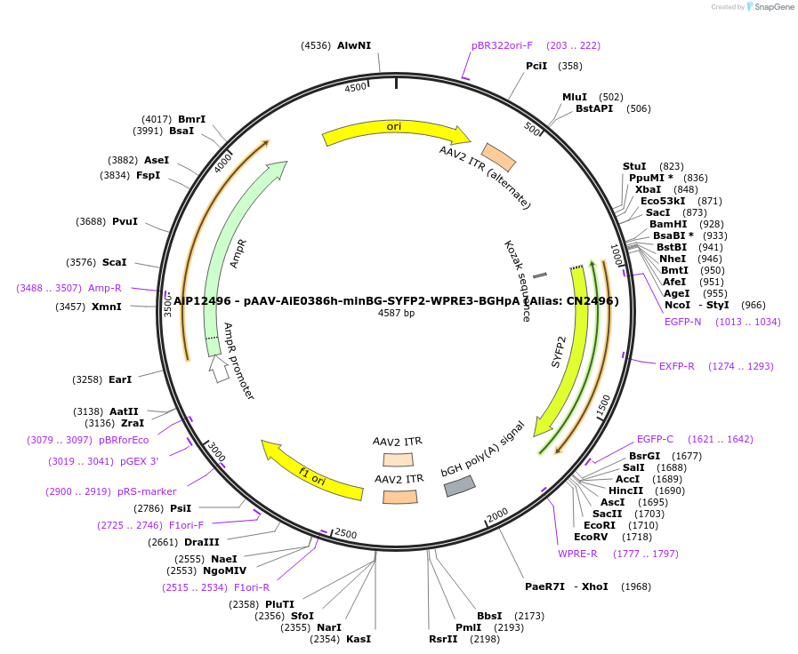 230215-plasmid-map-sequence-id-470469
