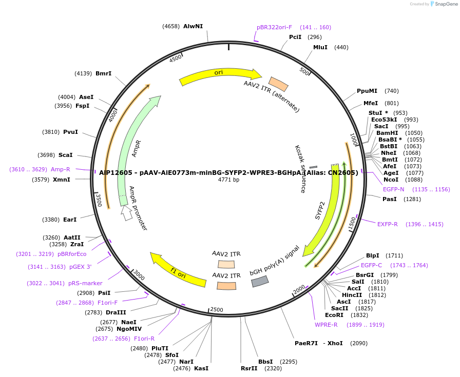 230217-plasmid-map-sequence-id-470475