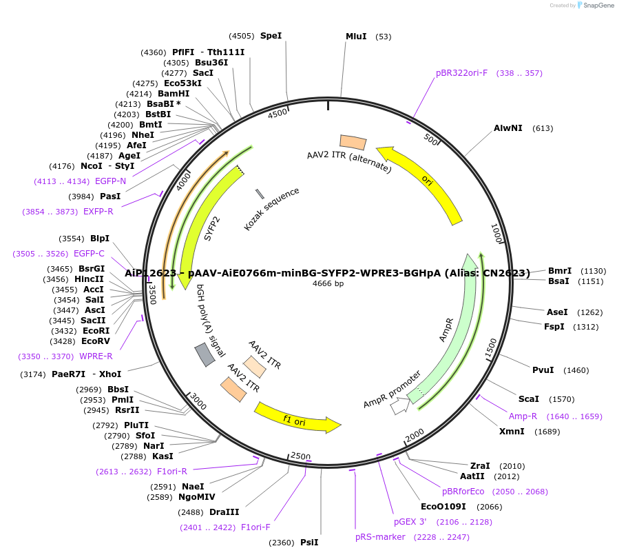 230218-plasmid-map-sequence-id-470477