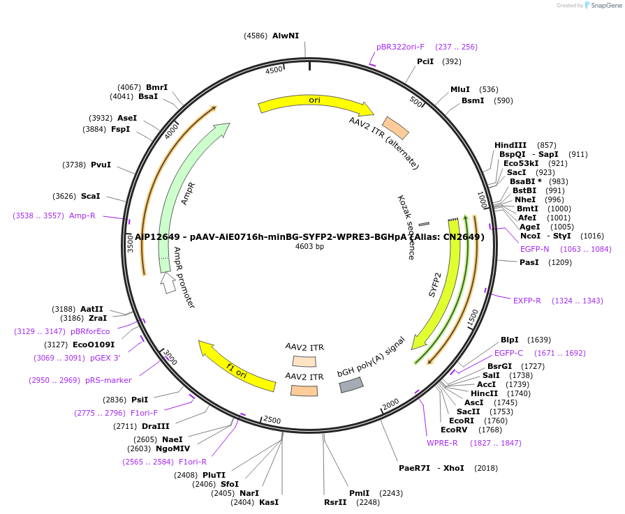 230222-plasmid-map-sequence-id-470490