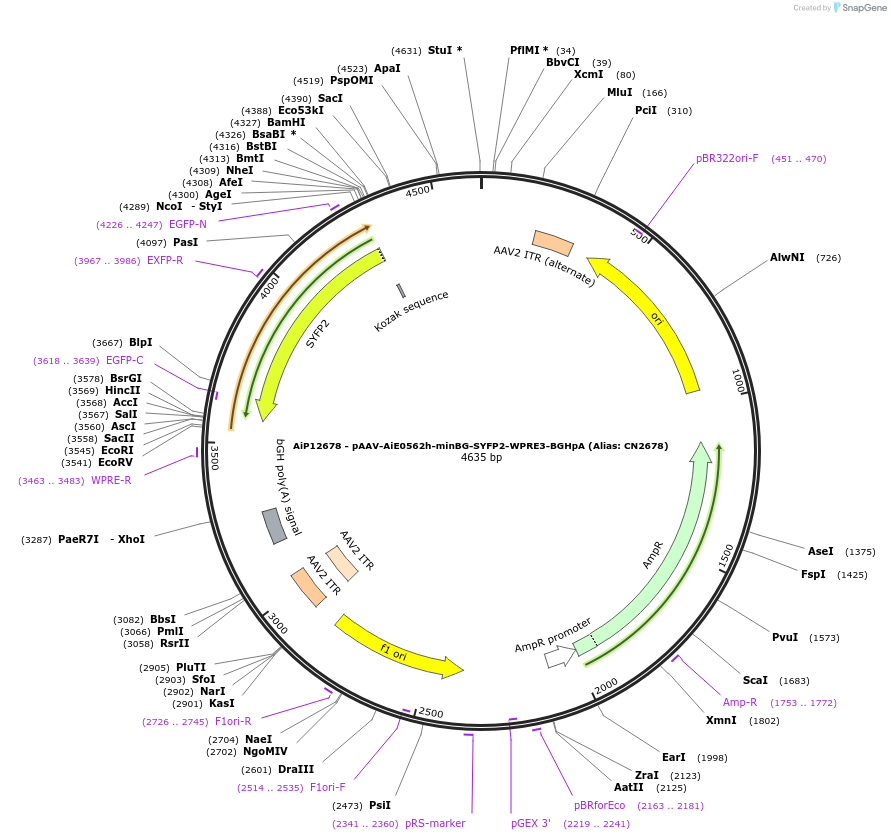 230224-plasmid-map-sequence-id-470493