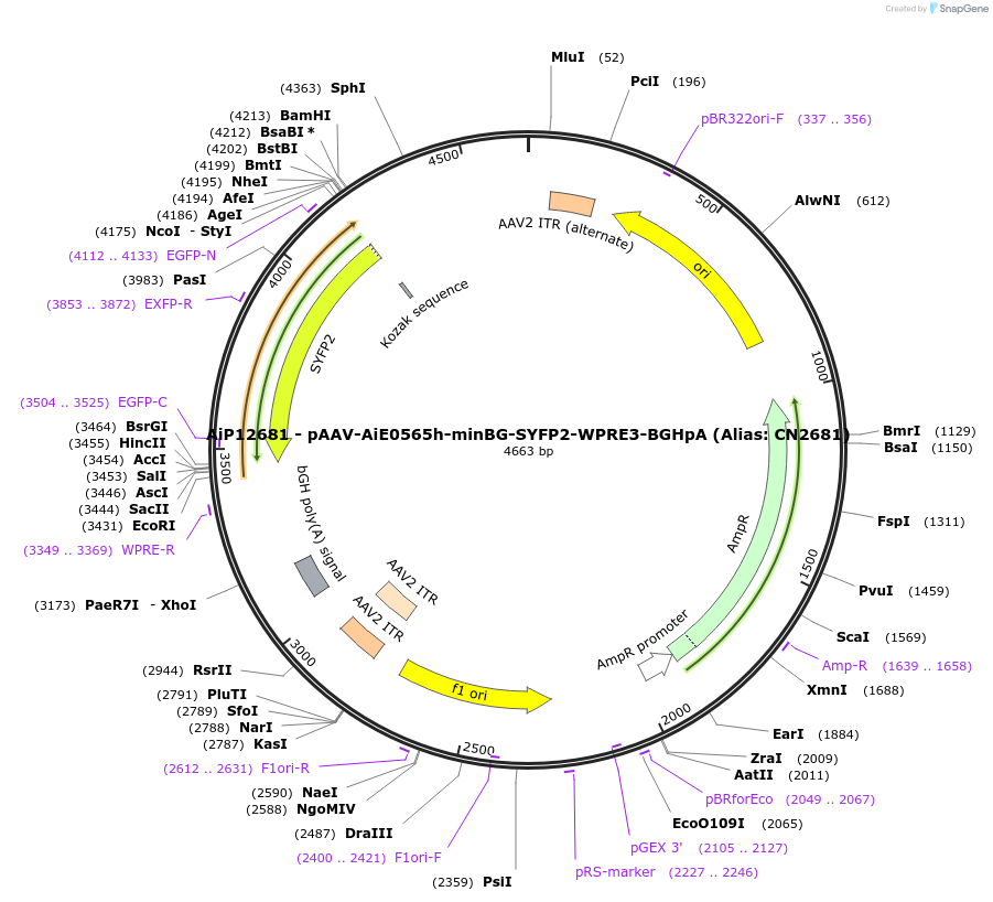 230227-plasmid-map-sequence-id-470498