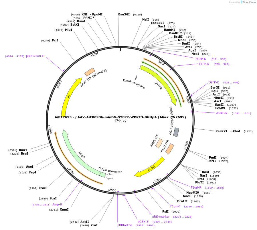 230232-plasmid-map-sequence-id-470510