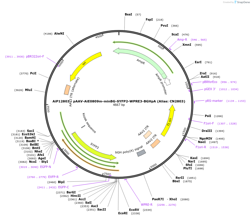 230242-plasmid-map-sequence-id-470524
