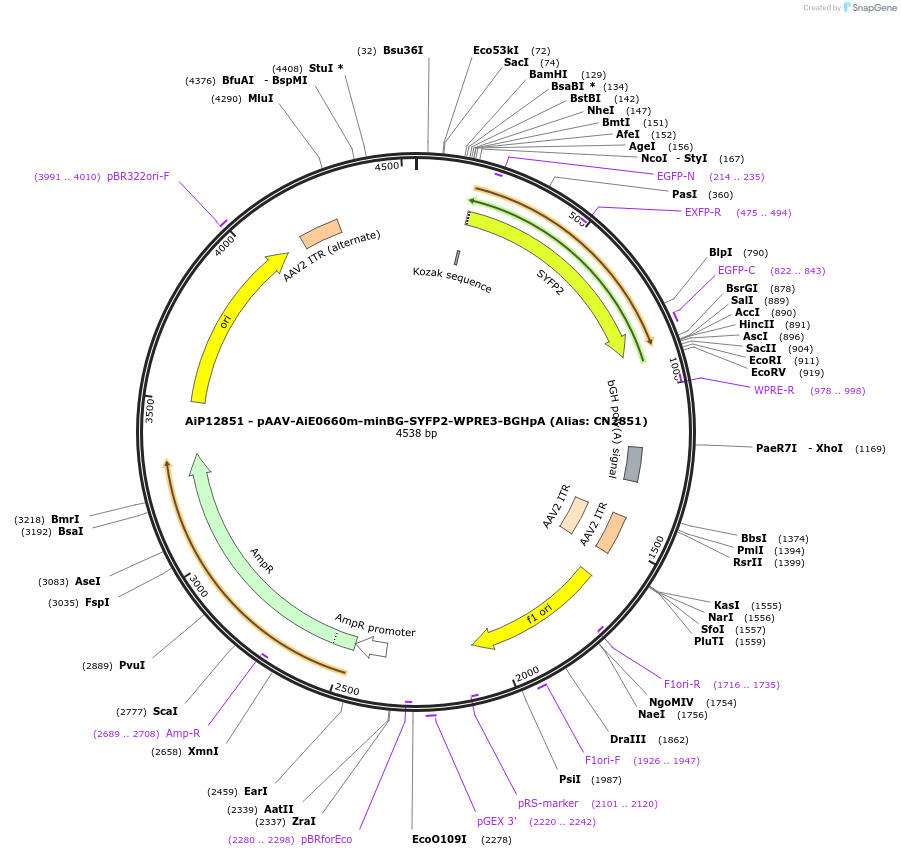 230247-plasmid-map-sequence-id-470533