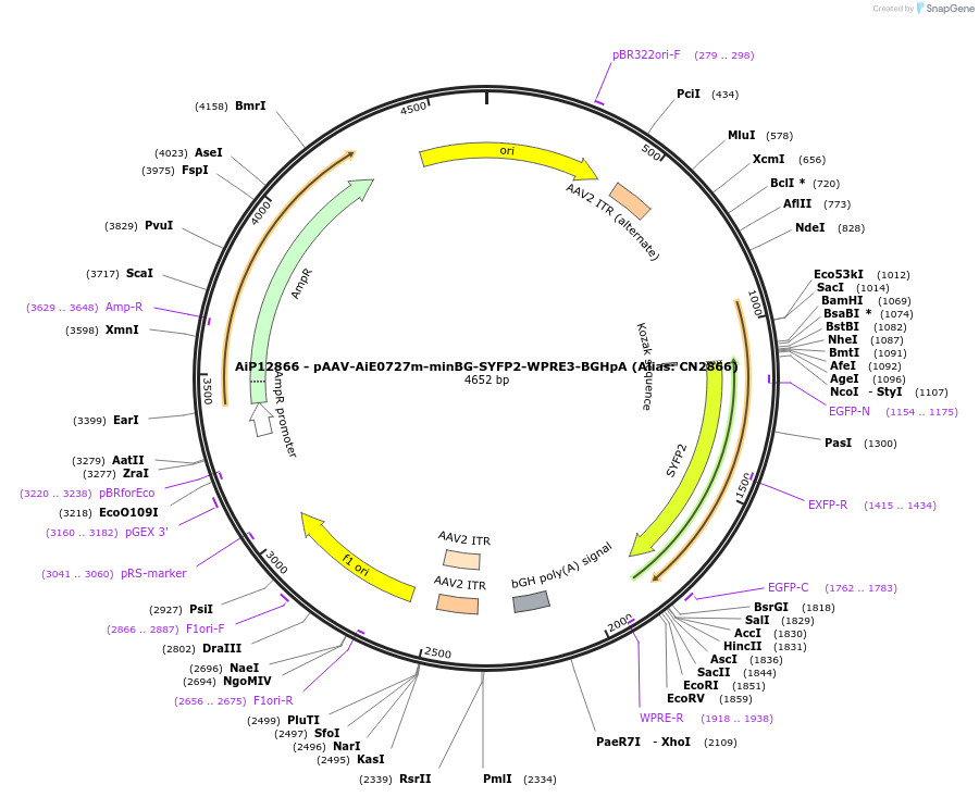 230251-plasmid-map-sequence-id-470543