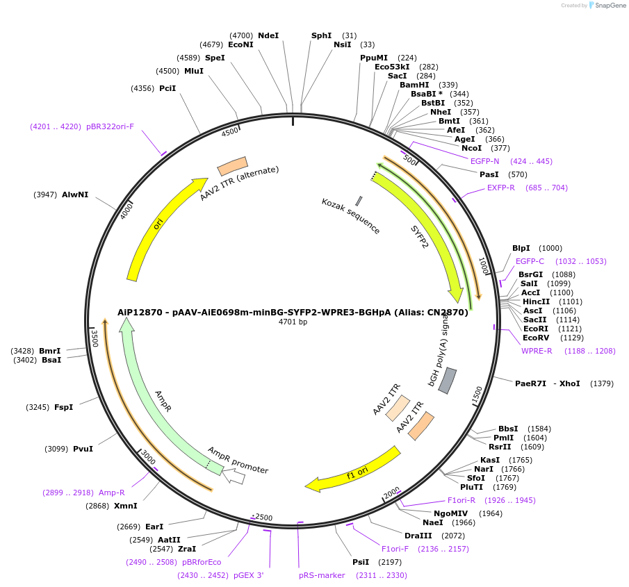 230253-plasmid-map-sequence-id-470549