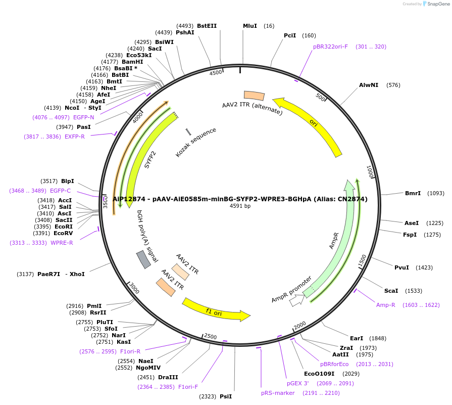 230255-plasmid-map-sequence-id-470554
