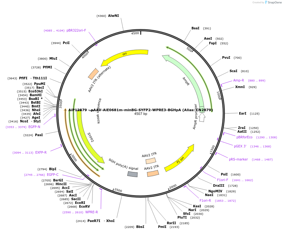 230260-plasmid-map-sequence-id-470568