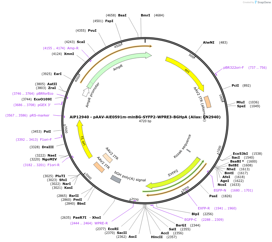 230264-plasmid-map-sequence-id-470577