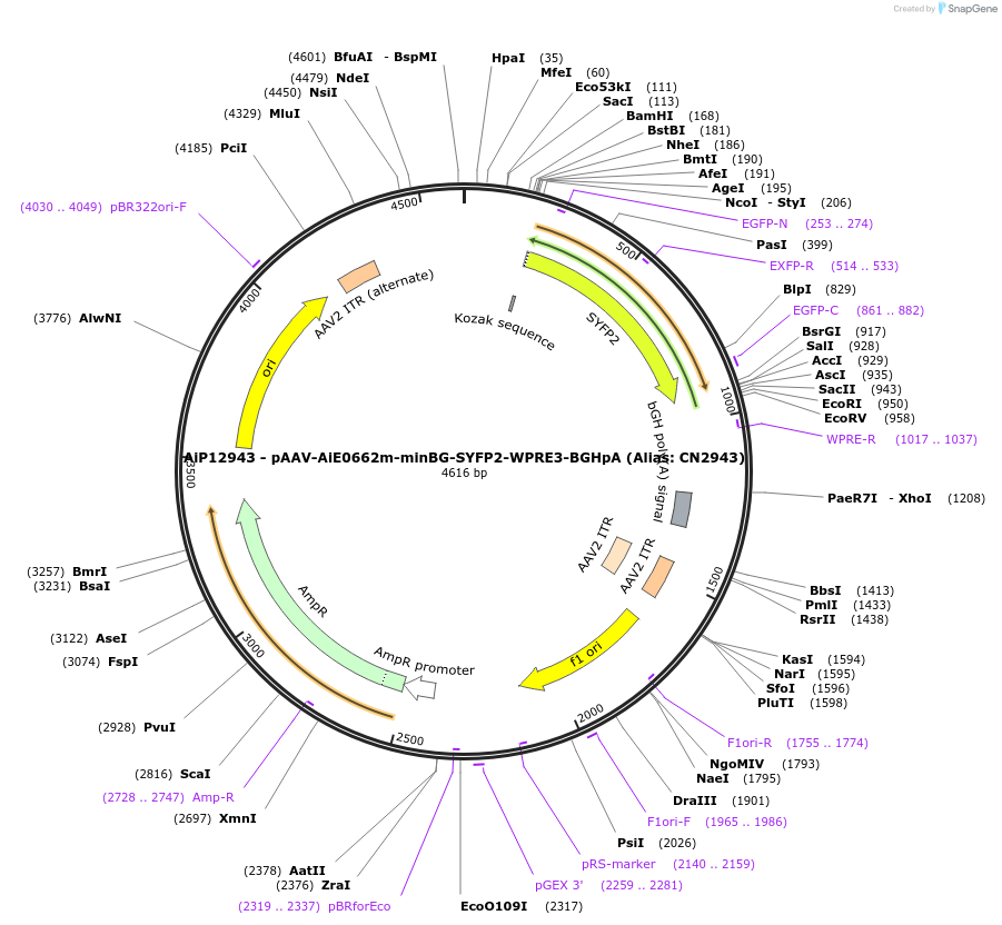 230266-plasmid-map-sequence-id-470582