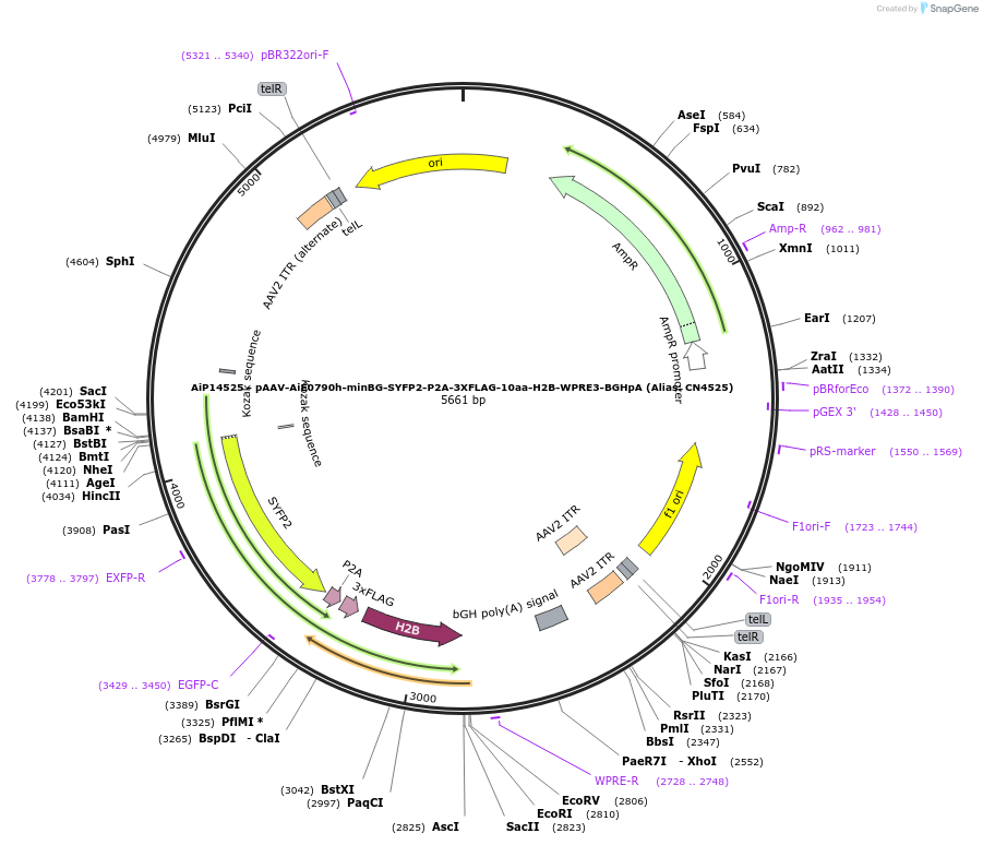 230336-plasmid-map-sequence-id-470601