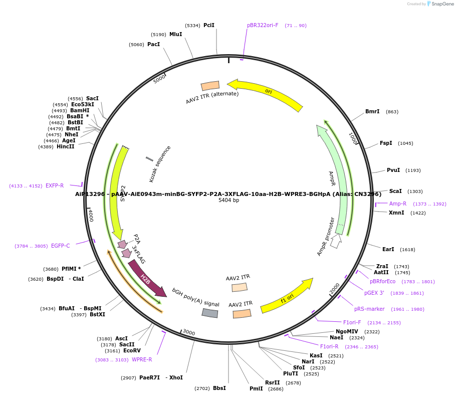 230277-plasmid-map-sequence-id-470610
