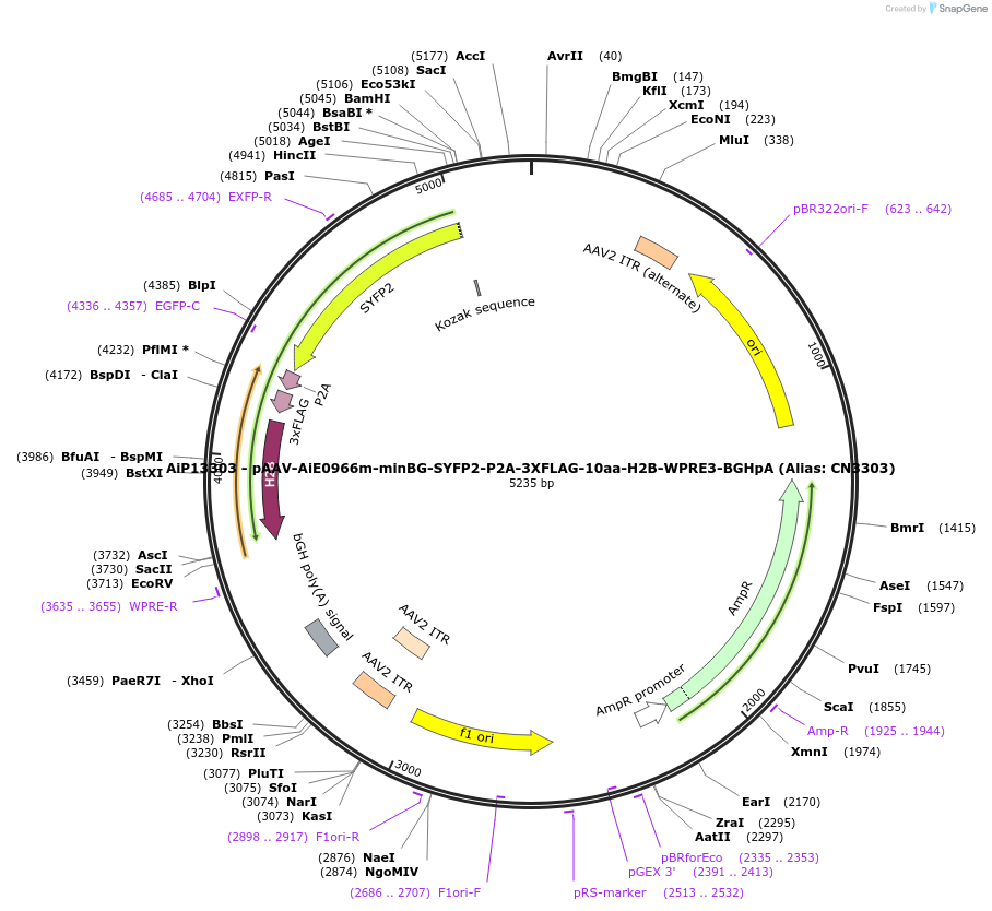 230281-plasmid-map-sequence-id-470622