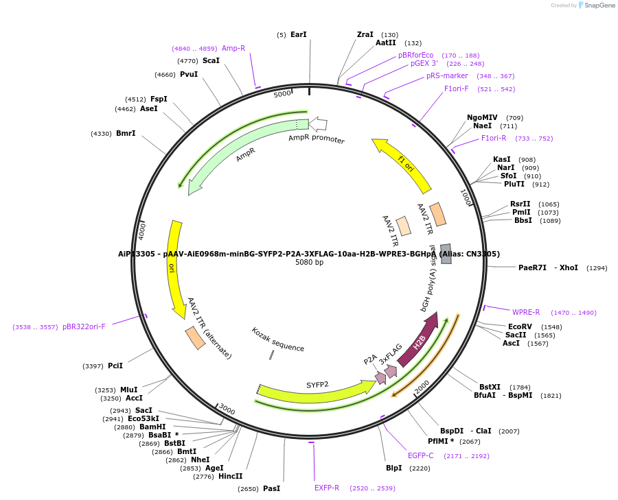 230283-plasmid-map-sequence-id-470627