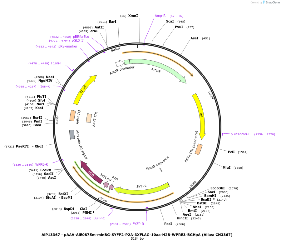 230286-plasmid-map-sequence-id-470637