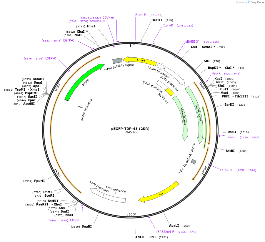 235494-plasmid-map-sequence-id-470645