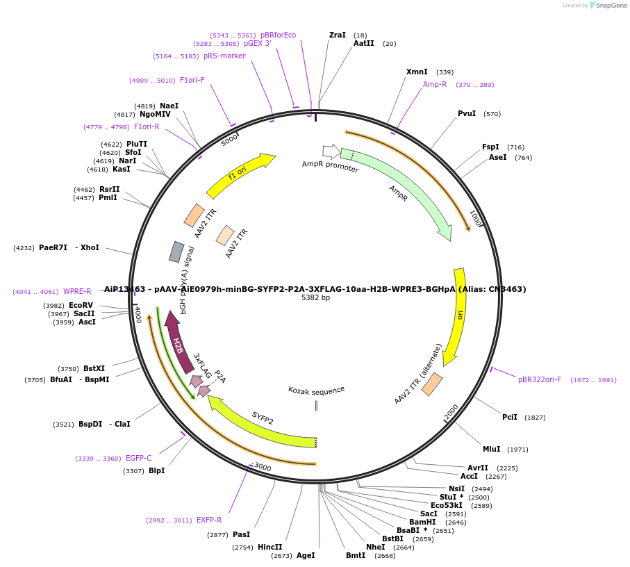 230299-plasmid-map-sequence-id-470673