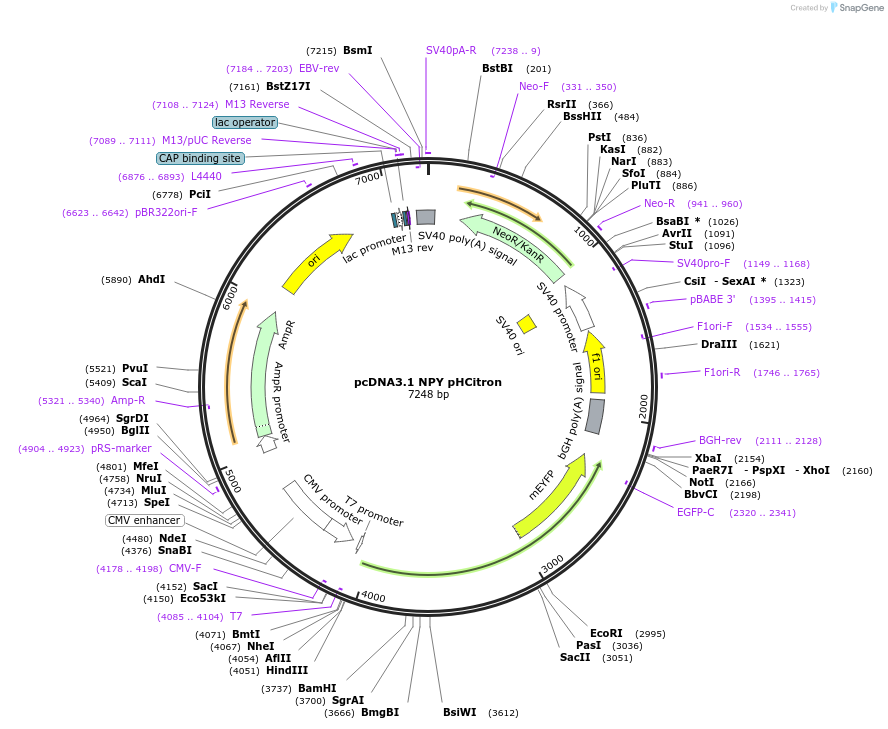 235175-plasmid-map-sequence-id-470683