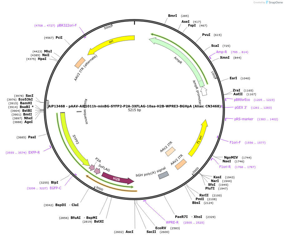 230303-plasmid-map-sequence-id-470685