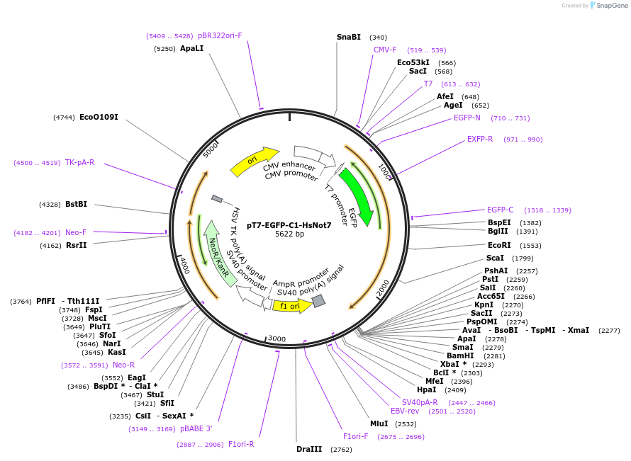 37325-plasmid-map-sequence-id-47071