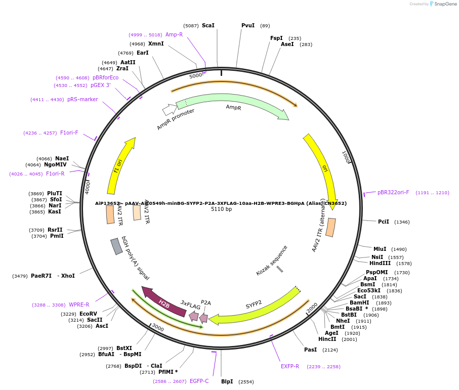 230316-plasmid-map-sequence-id-470724