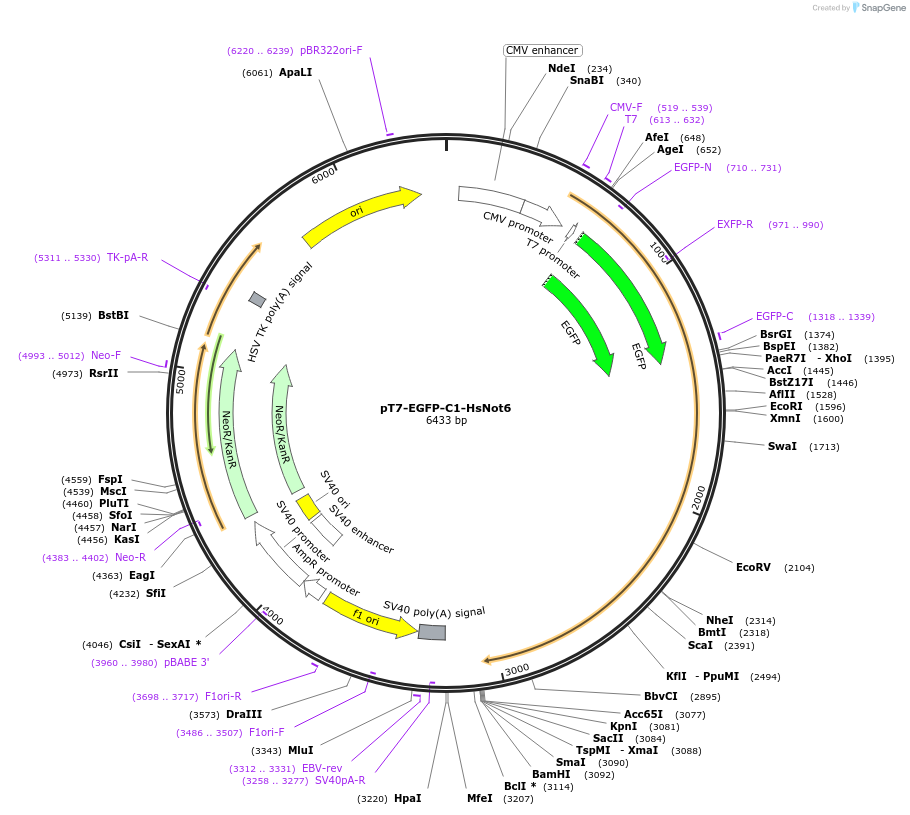 37368-plasmid-map-sequence-id-47073