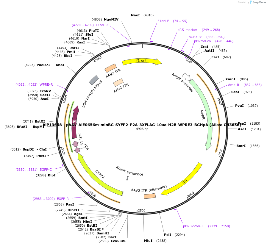 230319-plasmid-map-sequence-id-470733