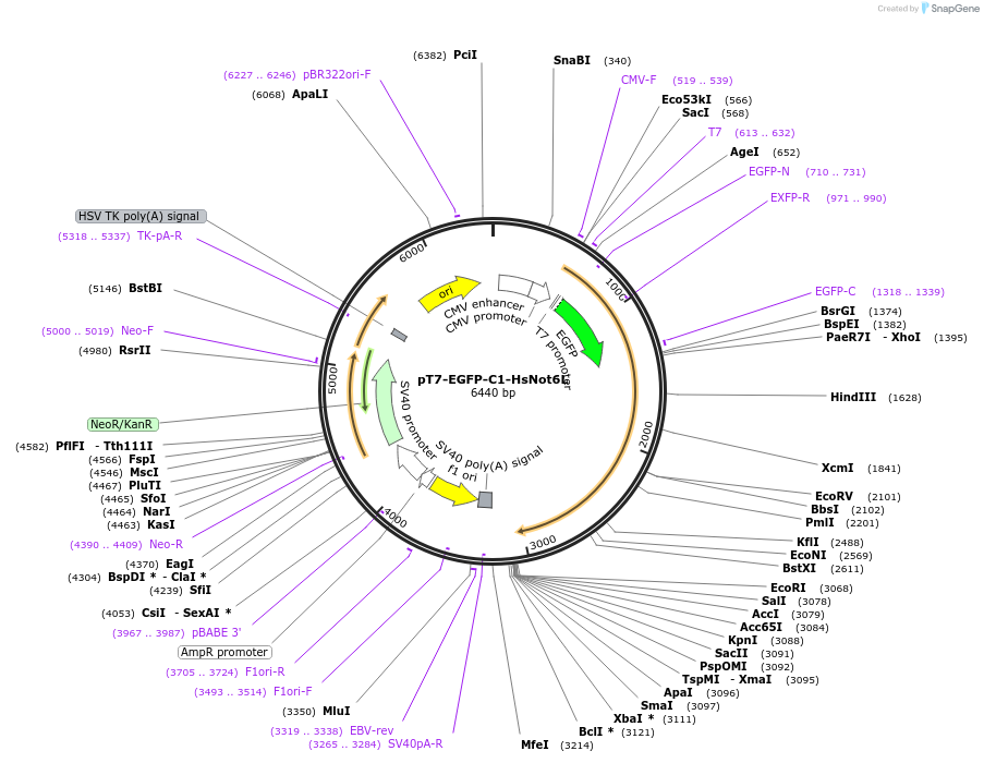 37369-plasmid-map-sequence-id-47074