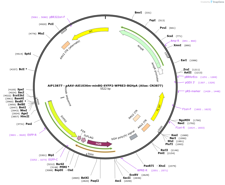 230323-plasmid-map-sequence-id-470744