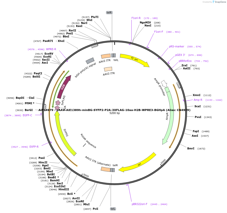 230342-plasmid-map-sequence-id-470753