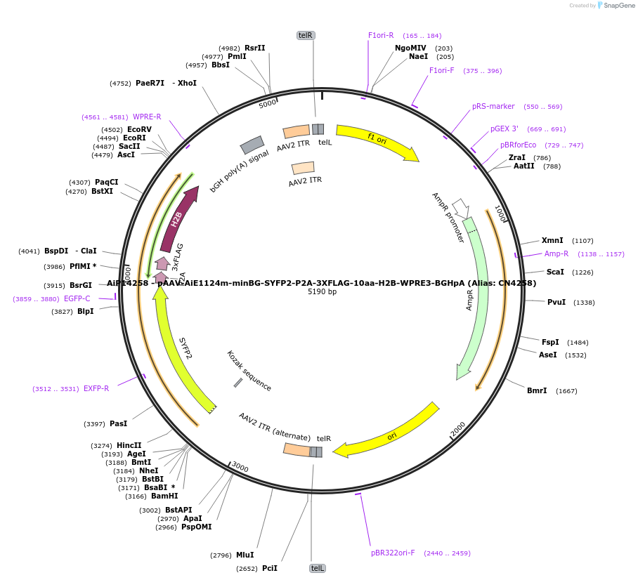 230330-plasmid-map-sequence-id-470763