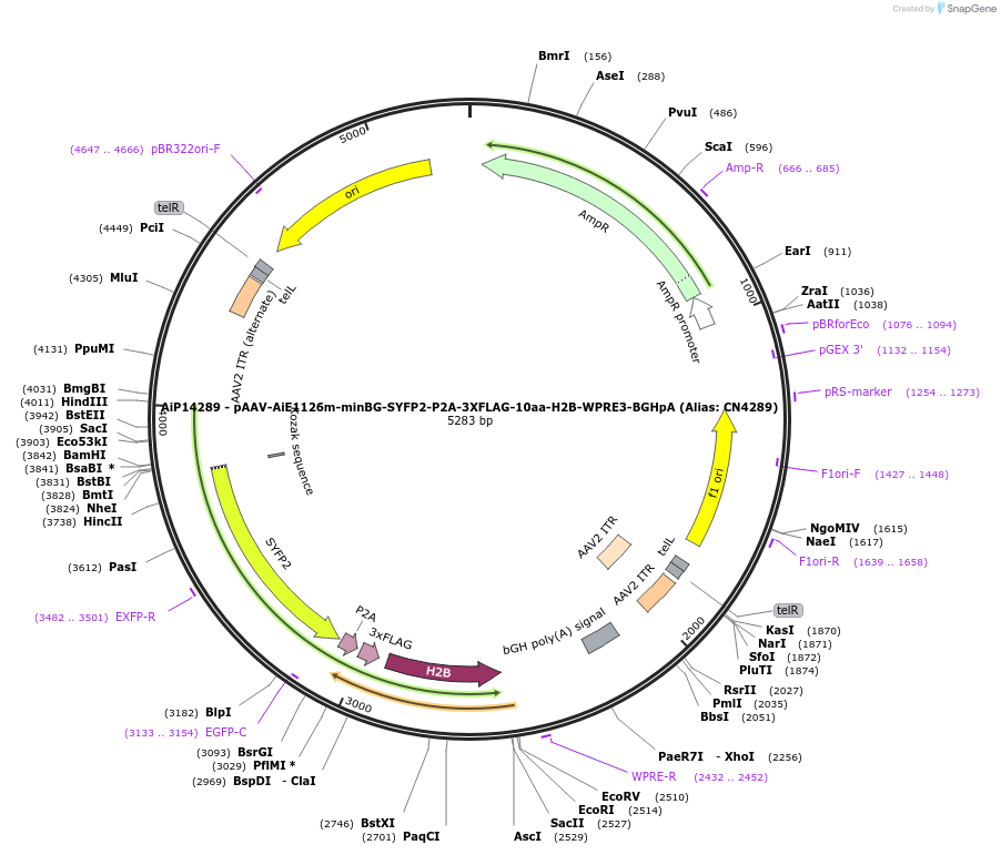 230331-plasmid-map-sequence-id-470766