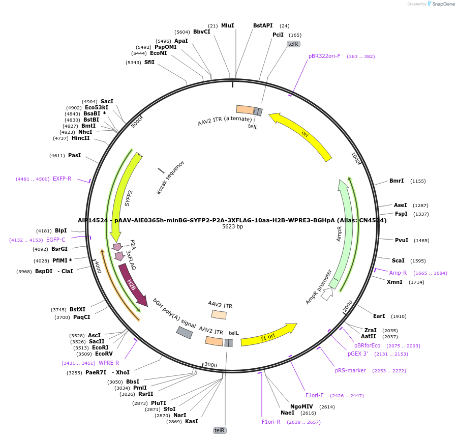 230335-plasmid-map-sequence-id-470777