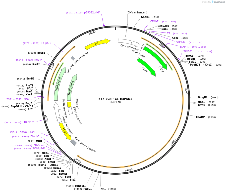 37373-plasmid-map-sequence-id-47078